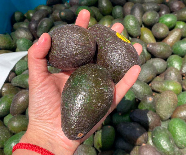 Paltas frescas cosechadas