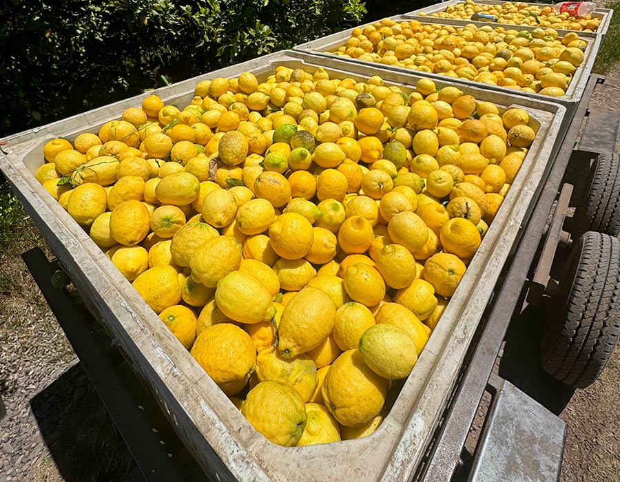 Árboles de cítricos