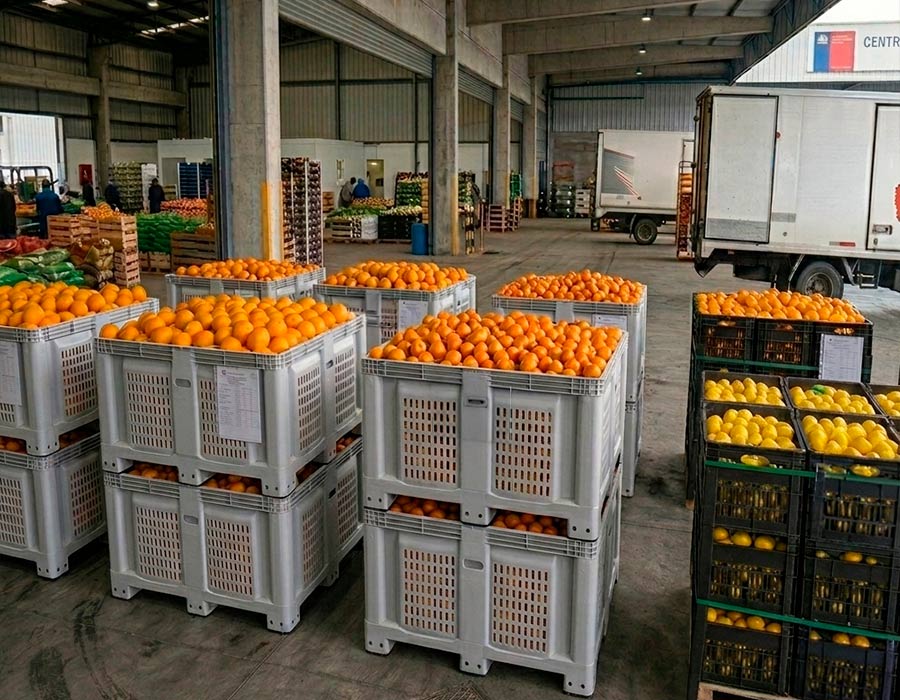 Cítricos para exportar